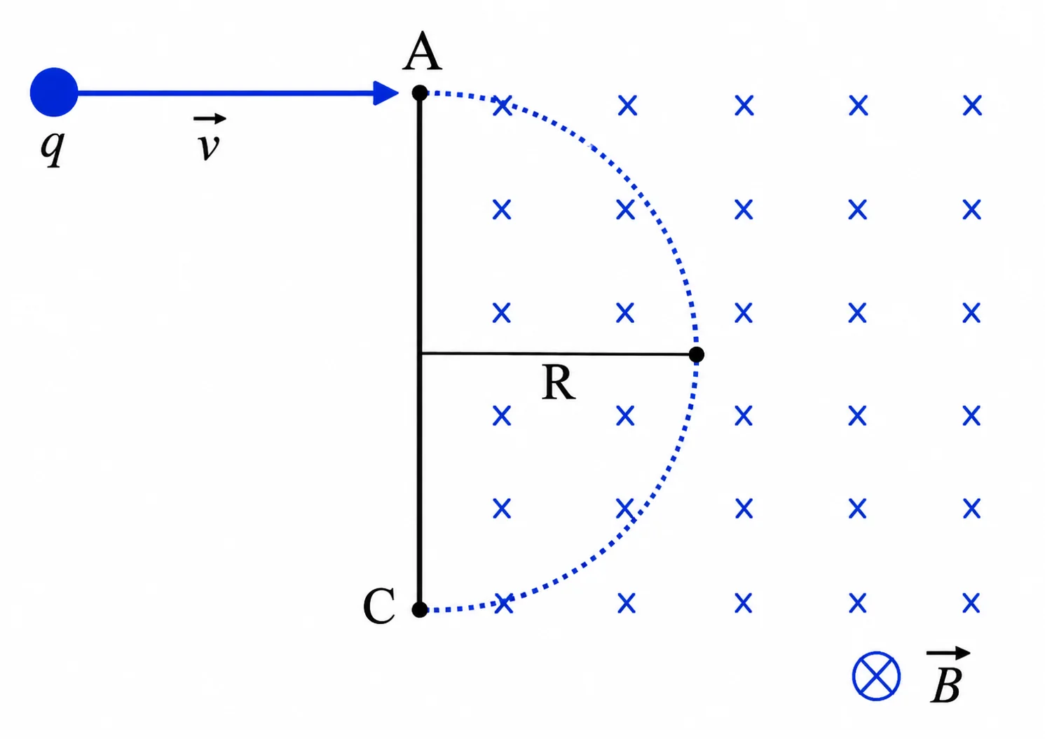 Partícula de carga q entra horizontalmente com velocidade v pelo ponto A e descreve uma semicircunferência de raio R até o ponto C, dentro de uma região com campo magnético B entrando no plano da folha (representado por xis)