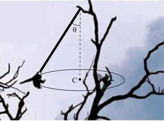 Macaco-barrigudo pendurado em um cipó, descrevendo movimento circular horizontal, com o ângulo θ indicado em relação à vertical.