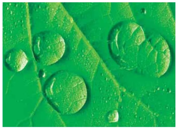 Gotas de água sobre folha verde funcionando como lentes convergentes