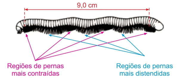 Miriápode de 9,0 cm de comprimento com 4 regiões de pernas mais contraídas e regiões distendidas, evidenciando a onda de contração muscular
