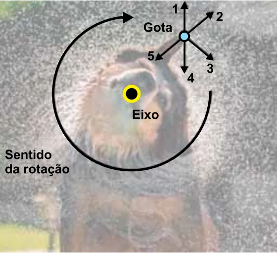 Cão girando a cabeça com gota d'água destacada e cinco setas numeradas indicando possíveis direções da velocidade
