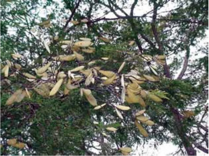 Fotografia de sibipiruna com sementes aladas nos galhos