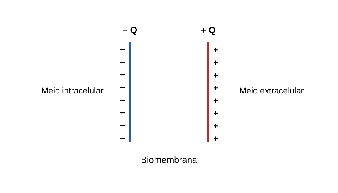 Esquema da biomembrana: duas camadas paralelas, uma com carga negativa (−Q) voltada para o meio intracelular e outra com carga positiva (+Q) voltada para o meio extracelular
