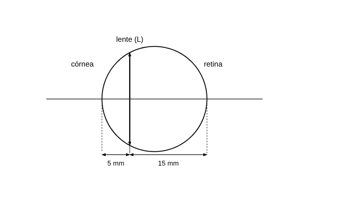 Esquema do olho reduzido: círculo representando o globo ocular, lente L, córnea à esquerda e retina à direita, com distâncias de 5 mm e 15 mm