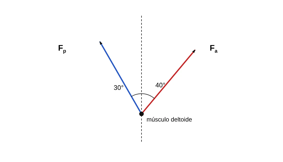 Músculo deltoide com as forças Fa e Fp: Fa forma 40° com a vertical, à direita; Fp forma 30° com a vertical, à esquerda