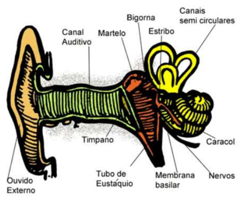 Anatomia do ouvido humano, com destaque para o canal auditivo, tímpano e estruturas do ouvido interno.
