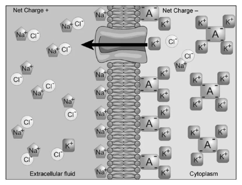 Distribuição de íons através da membrana celular: fluido extracelular com Na+ e Cl− e carga líquida positiva; citoplasma com K+ e ânions A− e carga líquida negativa