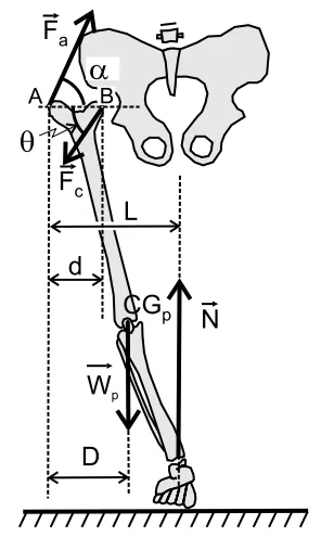 Diagrama das forças atuando na perna direita para os itens 80 e 81.