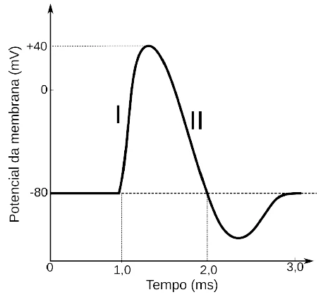 Potencial da membrana em mV em função do tempo em ms, com os processos I (subida) e II (descida)