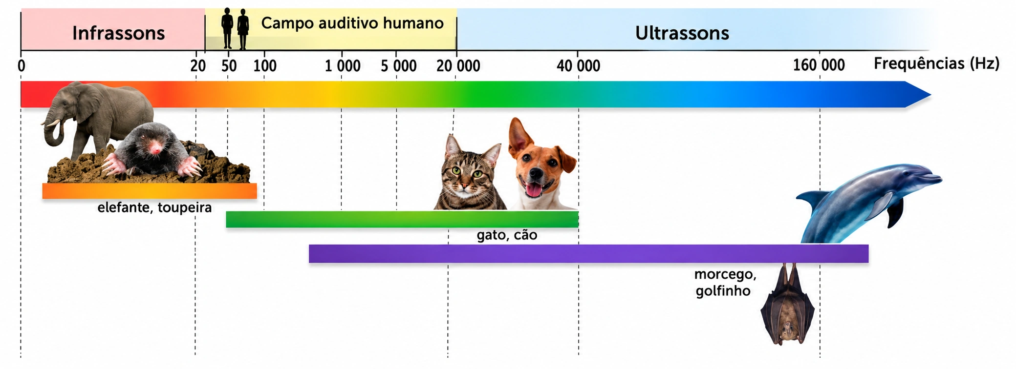 Faixas de frequências audíveis por seres humanos e diferentes animais
