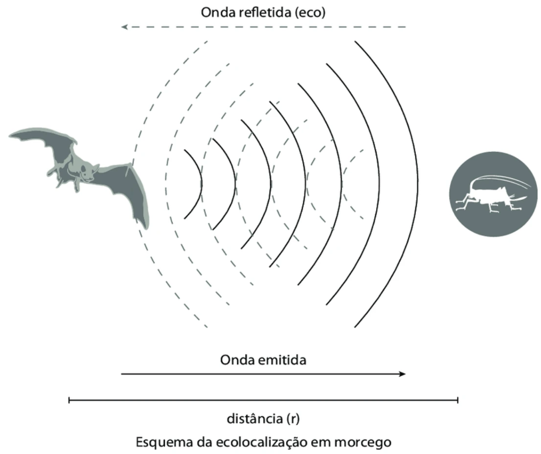 Eco entre morcego e inseto, com trajetórias de ida e de volta.