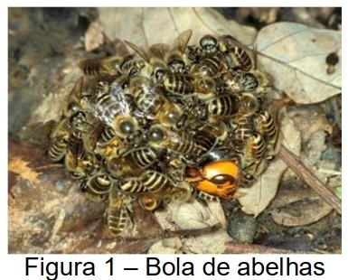 Figura 1 – Bola de abelhas envolvendo uma vespa gigante