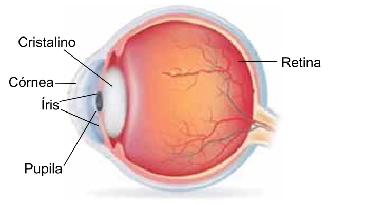 Olho humano com córnea, íris, pupila, cristalino e retina identificados.