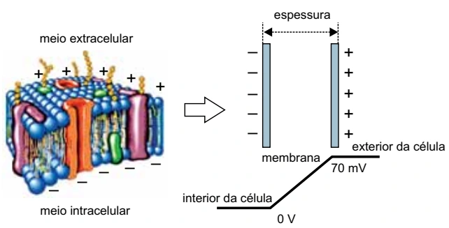 Membrana celular: meio extracelular positivo e meio intracelular negativo, separados pela espessura da membrana; diferença de potencial de 70 mV.