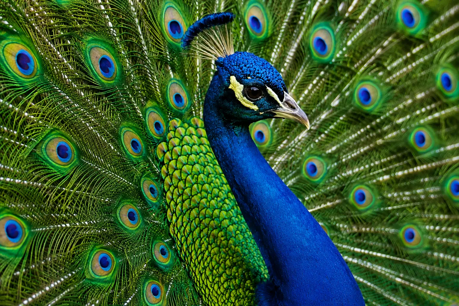 Pavão com o penacho da cauda aberto, exibindo as cores azul e verde iridescentes de suas penas