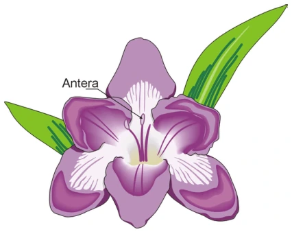 Flor com destaque para a antera, onde se encontra o pólen que entra em contato com a abelha.