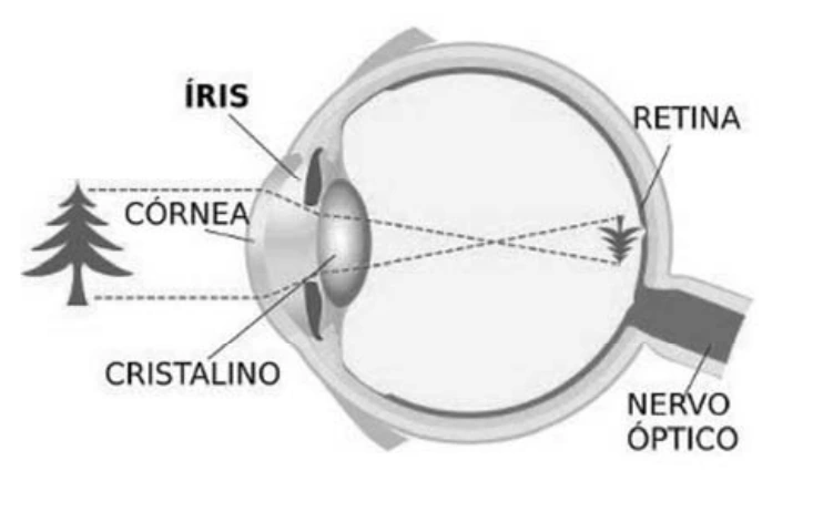 Esquema do olho humano indicando córnea, íris, cristalino, retina e nervo óptico