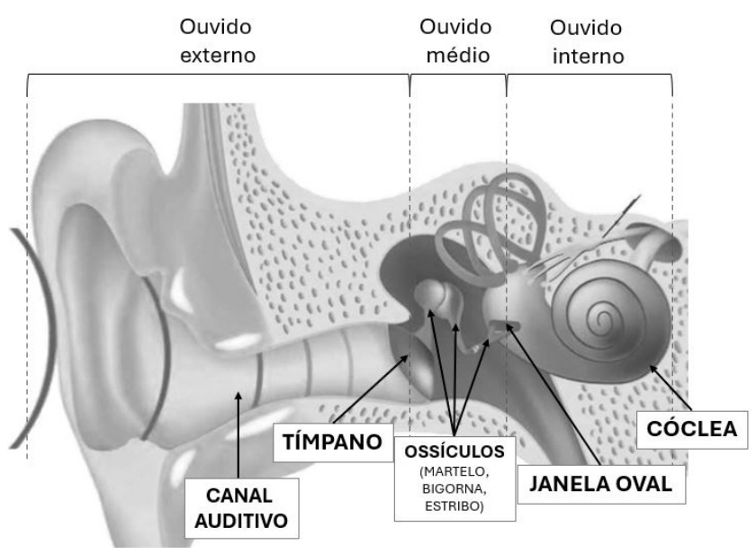 Ouvido com tímpano, ossículos, janela oval e cóclea identificados.