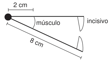 Mandíbula como alavanca: músculo a 2 cm da articulação e incisivos a 8 cm.