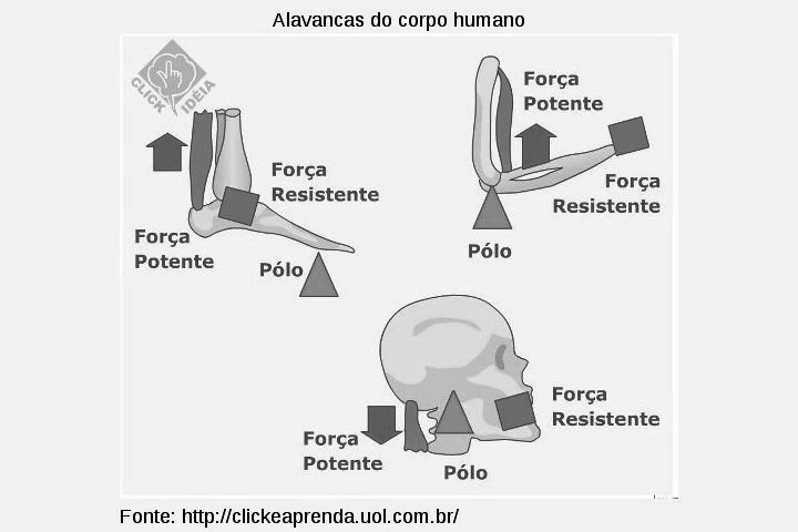 Alavancas representadas no pé, no antebraço e na cabeça, com apoio e forças identificados.
