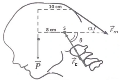 Modelo de cabeça com ponto S, peso, força muscular e força de contato; distâncias de 8 e 10 cm.