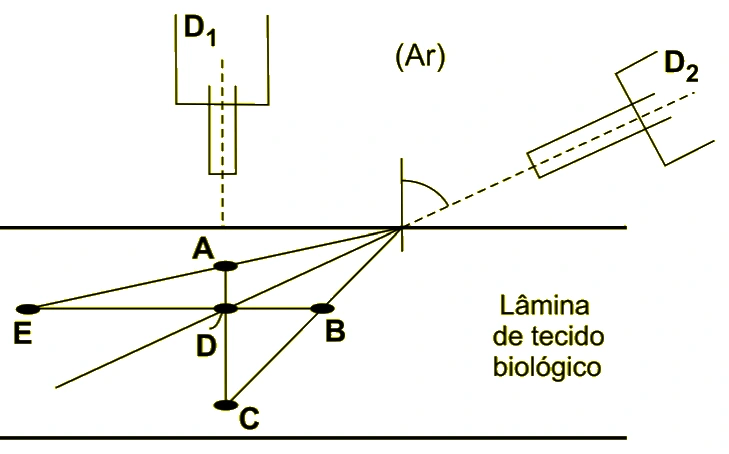 Dois sistemas ópticos D1 e D2 observando pontos A, B, C, D e E em uma lâmina de tecido biológico
