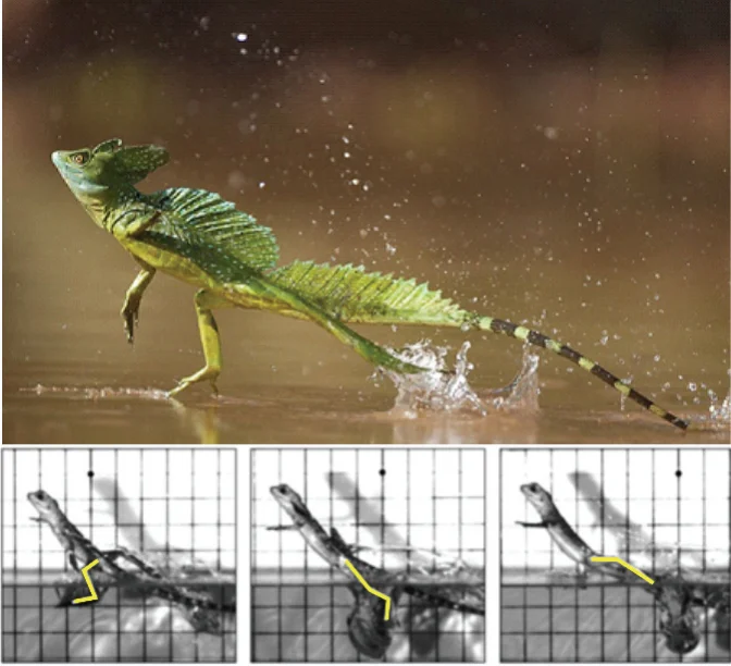 Lagarto Basiliscus correndo sobre a água, com setas indicando a força vertical de suporte e a força horizontal propulsiva geradas pelo movimento das patas