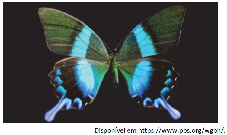 Fotografia de uma borboleta com asas iridescentes, exibindo tons de azul e verde que variam conforme o ângulo de observação