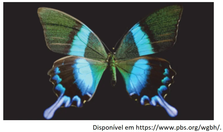 Fotografia de uma borboleta com asas iridescentes, exibindo tons de azul e verde que variam conforme o ângulo de observação