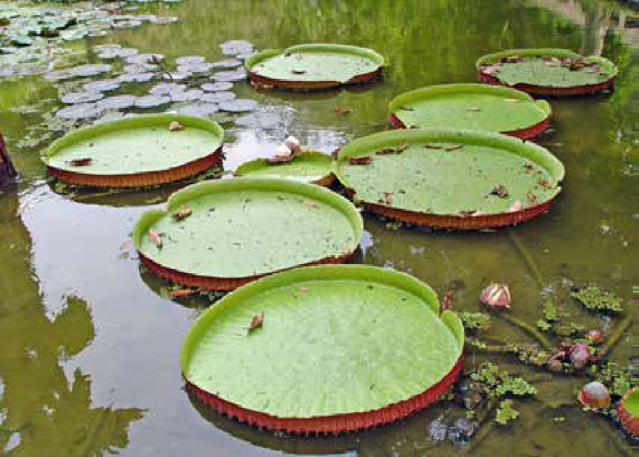 Vitórias-régias em um lago.