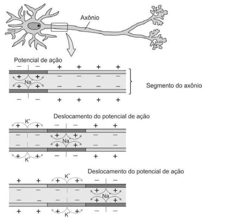 Neurônio e três etapas de propagação do potencial de ação no axônio, com movimentos de sódio e potássio.