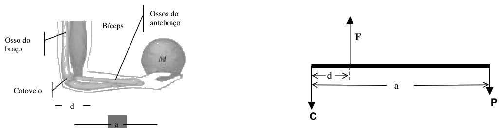 Sistema de alavanca do bíceps e diagrama de forças no antebraço