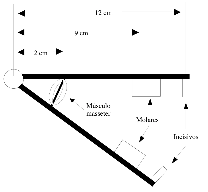 Estrutura maxilar com distâncias do músculo masseter, molares e incisivos