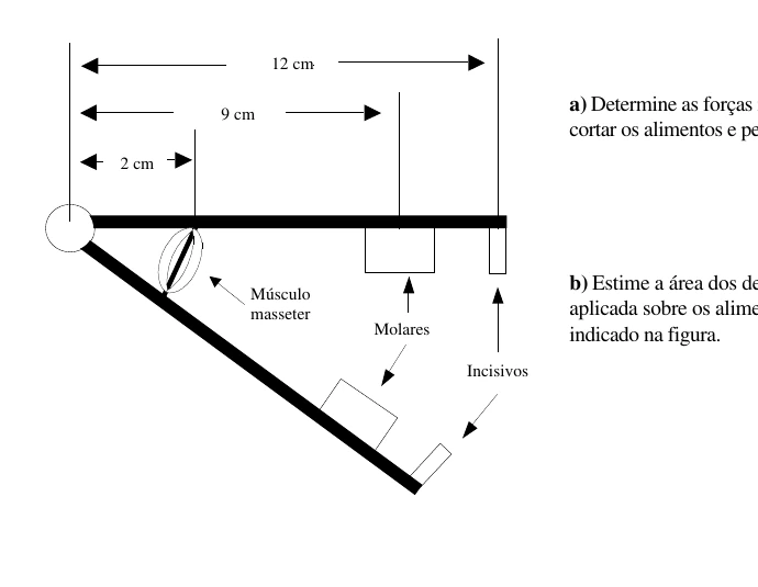 Estrutura maxilar com distâncias do músculo masseter, molares e incisivos