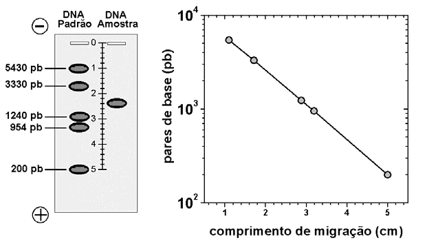 Eletroforese com padrão de DNA, amostra desconhecida e gráfico de pares de base por comprimento de migração