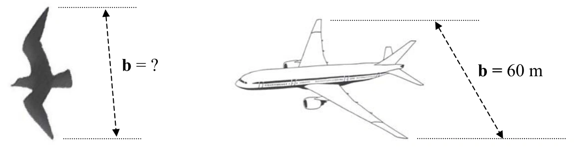 Comparação entre envergadura de pássaro e avião