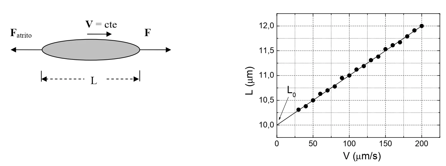 Hemácia arrastada e gráfico de comprimento versus velocidade