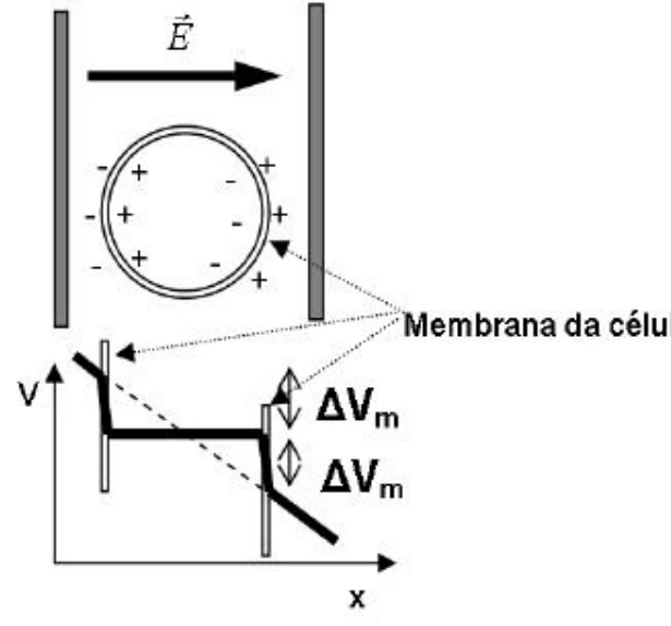 Célula submetida a campo elétrico e diagrama da diferença de potencial na membrana