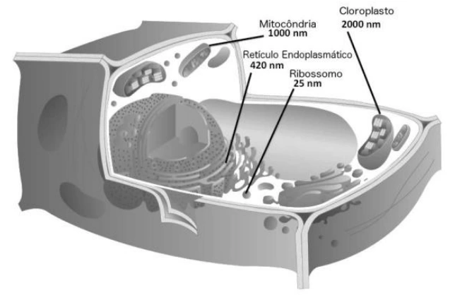 Célula com dimensões aproximadas de organelas