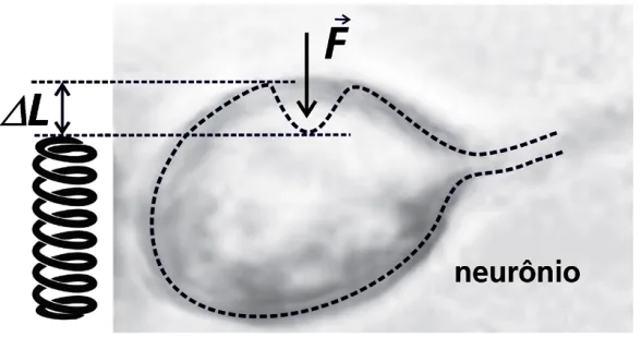Esquema de deformação elástica de um neurônio