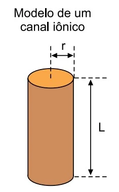 Modelo cilíndrico de um canal iônico de raio r e comprimento L