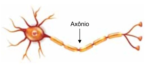 Representação de um neurônio com indicação do axônio