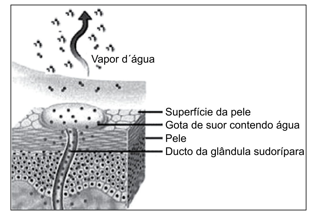 Esquema da evaporação do suor na superfície da pele, com vapor de água, gota de suor e ducto da glândula sudorípara