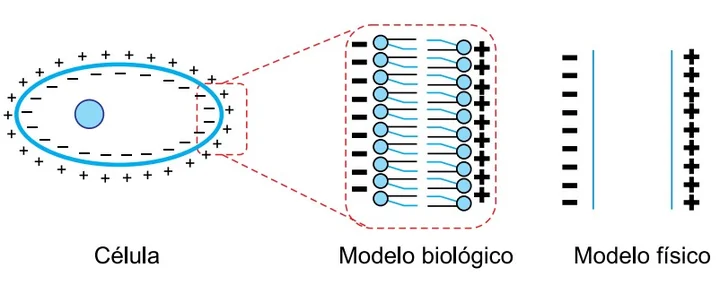 Esquema visualizando Célula biológica com bordas enfileiradas externamente de íons mais e internamente empilhando íons menos. Modelo físico simula 2 placas planas perfeitamente retas idênticas capacitoras atirando campo elétrico.