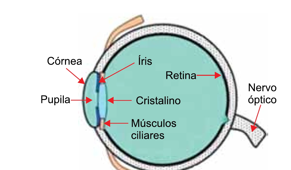 Corte esquemático do olho humano com córnea, pupila, íris, cristalino, músculos ciliares, retina e nervo óptico indicados