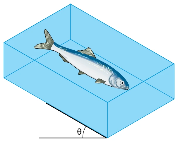 Peixe em repouso sobre bloco de gelo inclinado de ângulo theta