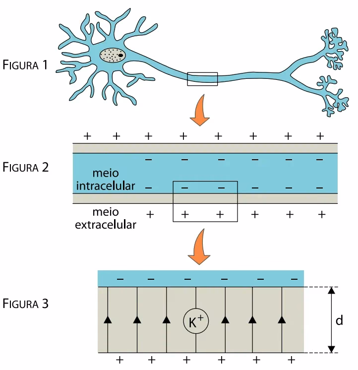 Neurônio, membrana celular e fragmento sob campo elétrico uniforme com íon de potássio