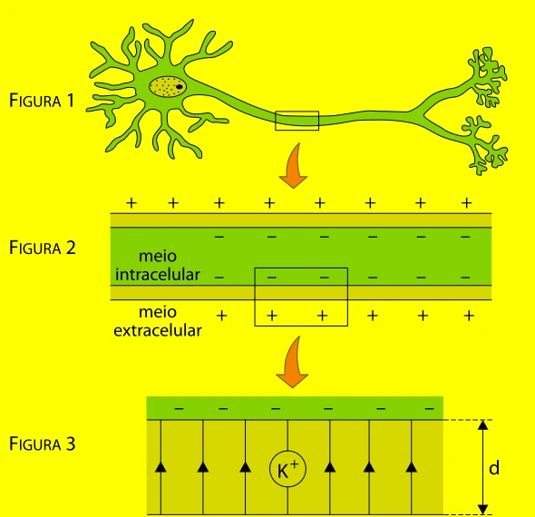 Neurônio, membrana celular e fragmento sob campo elétrico uniforme com íon de potássio