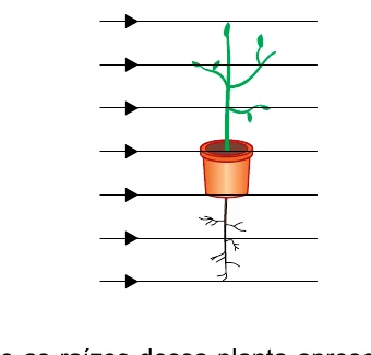 Situação inicial da planta em um campo gravitacional horizontal para a direita