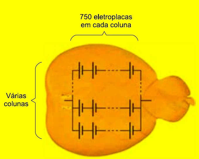 Representação do sistema elétrico de uma raia-torpedo com várias colunas em paralelo e 750 eletroplacas em cada coluna